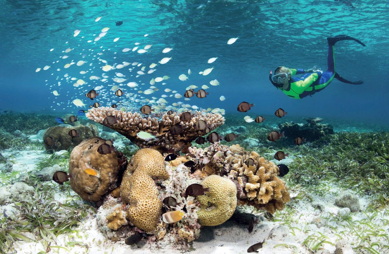 Coral reef